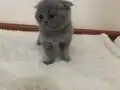 Baldan tatlı bunlar Pamuk ve Gölge