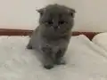 Baldan tatlı bunlar Pamuk ve Gölge