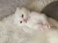 Baldan tatlı bunlar Pamuk ve Gölge