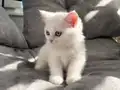 Baldan tatlı bunlar Pamuk ve Gölge