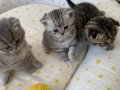 Kaymak bunlar Silver scottish fold 40 günlük
