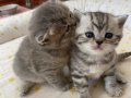 7 Haftalık Meleklerimiz Evde büyüyen Aile dostu Can bunlar