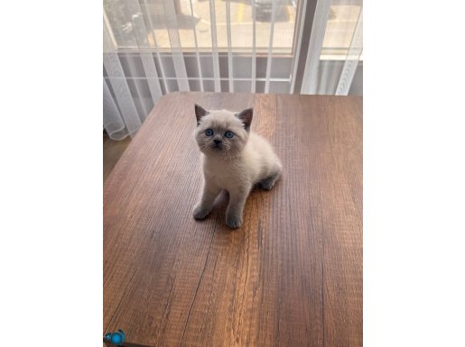 British blue point yavru 