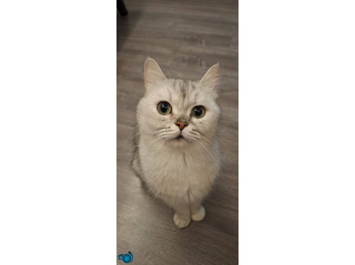 Güzel kızımıza yeni ev arıyoruz