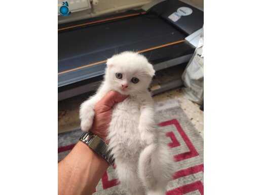2 bembeyaz british shorthair 2 scotish fold 