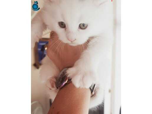 Maine coon yavru insan canlısı