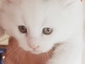 Maine coon yavru insan canlısı