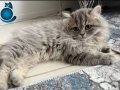 CHİNCHİLA BRİTSH KARISIMI KIZIMIZ