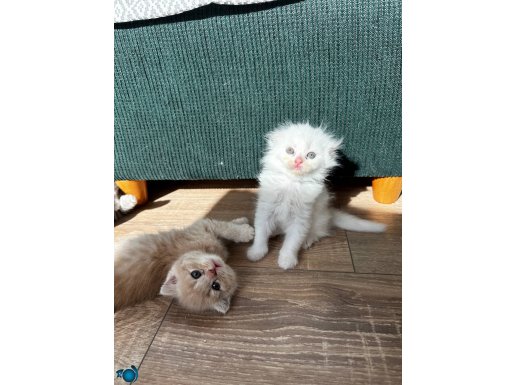 Aciliyeti var arayın 
