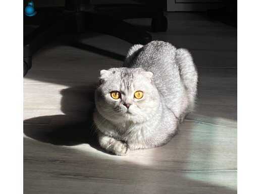 Scottish fold(erkek) yeni yuvasını arıyor 