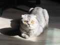Scottish fold(erkek) yeni yuvasını arıyor 