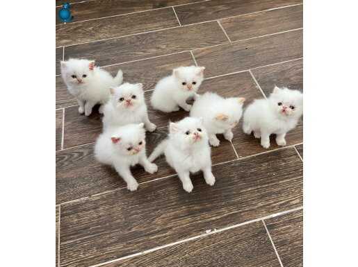 YAVRU İRAN KEDİLERİ 