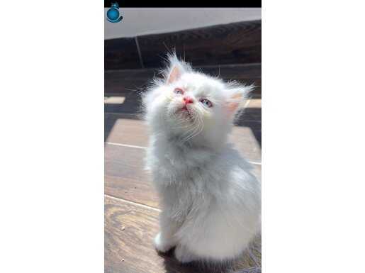 ORJİNAL YAVRU 2 İRAN KEDİSİ