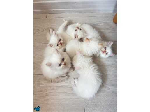 YAVRU İRAN KEDİLERİ