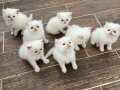 YAVRU İRAN KEDİLERİ  