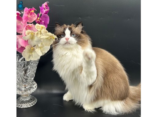 Full Şecereli Şampiyon Ragdoll Bebekleri