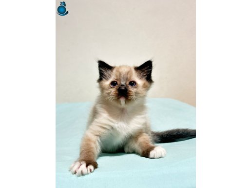 Ragnia Şecereli Şampiyon Ragdolların Bebekleri