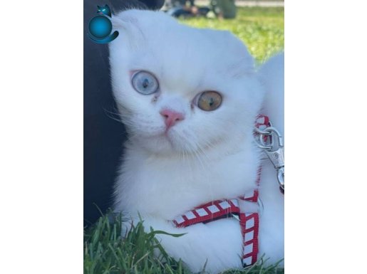 Tatlı cana yakın iki buçuk yaşında minnoş bir kedi pamuk