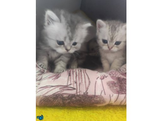 1,5 AYLİK 3ADET DİSİ 1ERKEK