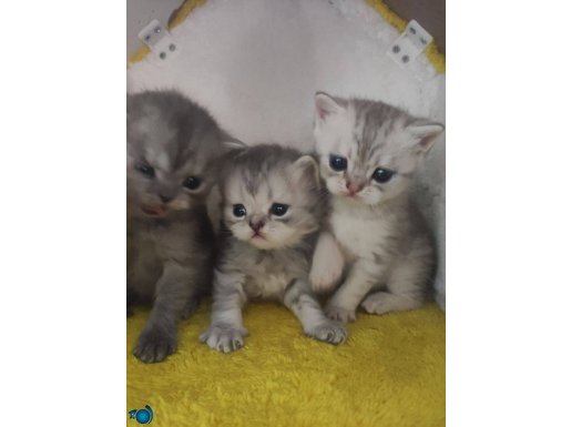 1 aylık yavrular 3adet dişi 1erkek