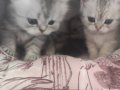 1,5 AYLİK 3ADET DİSİ 1ERKEK