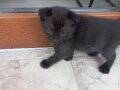 Scottish fold yavrular 40 günlük 