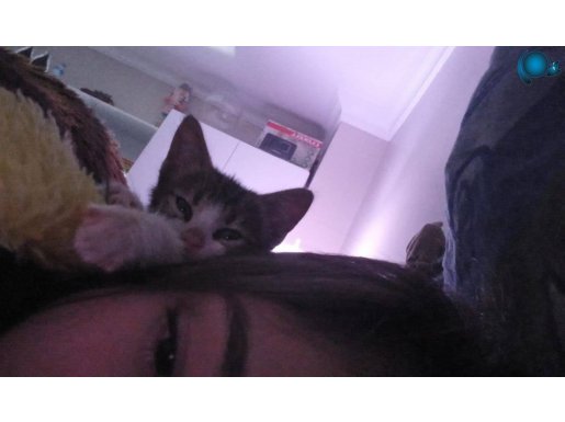 Yavru Tekir Kedi