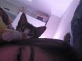 Yavru Tekir Kedi