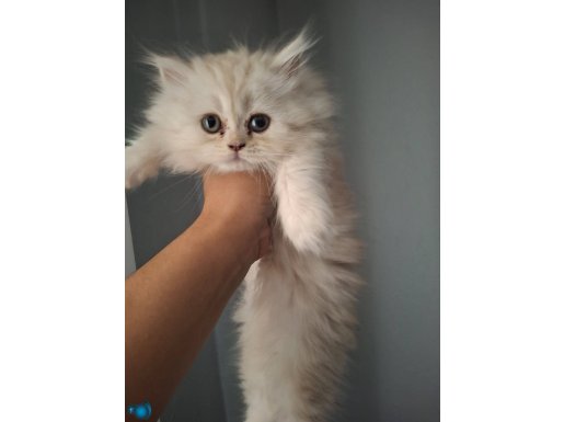 british longhair white