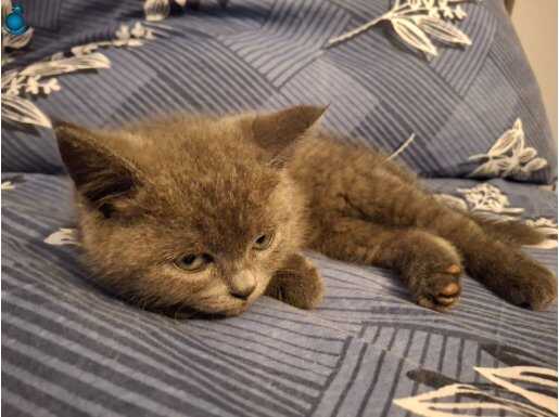 Bristish shorthair Dişi
