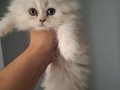 british longhair white