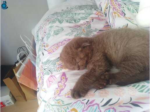 Tüp kedi eşyaları yanında (mama kabı , tuvalet,oyuncağı vb.)