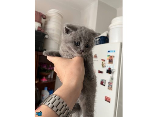 SÜTTEN YENİ KESİLDİ 3 BEBEK 
