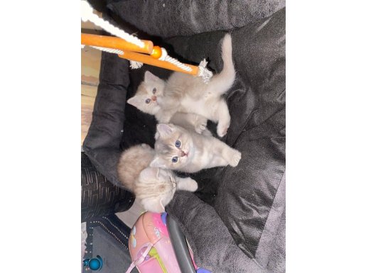British Shorthair Silver 45 günlük Dişi Yavrularımız