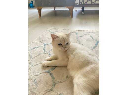 MİLA KARLAR KRALİÇEM 