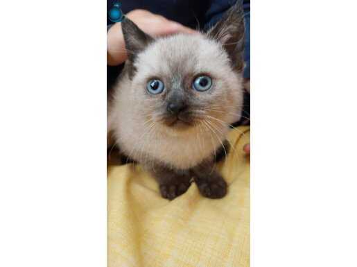 HEM SEVİMLİ HEM OYUNCU