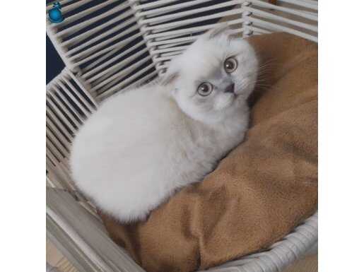 Sakin Uysal Scottish Fold