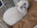 Sakin Uysal Scottish Fold