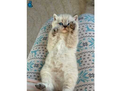 British shorthair