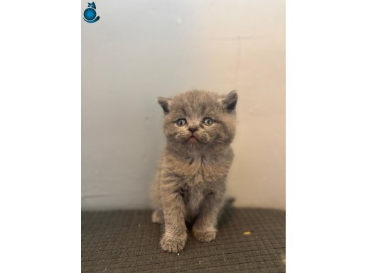 SAMSUN/ATAKUM SATILIK BRITISH SHORTHAIR