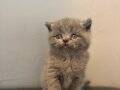 SAMSUN/ATAKUM SATILIK BRITISH SHORTHAIR