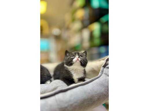 Ankara Yenimahalle 2 Aylık Black White Bicolor British Shorthair Yavrusu