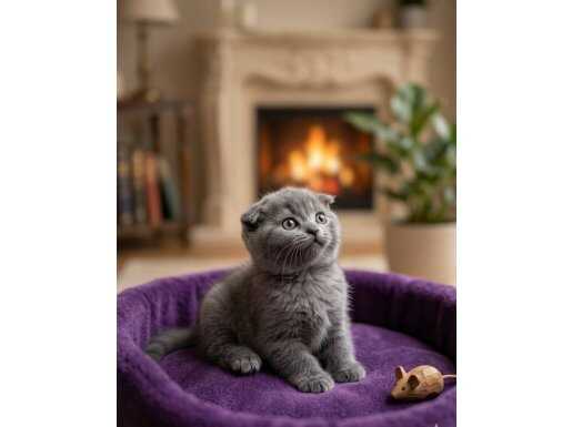 Gri Kadife Scottish Fold | Tuvalet Eğitimli 2 Aylık Erkek