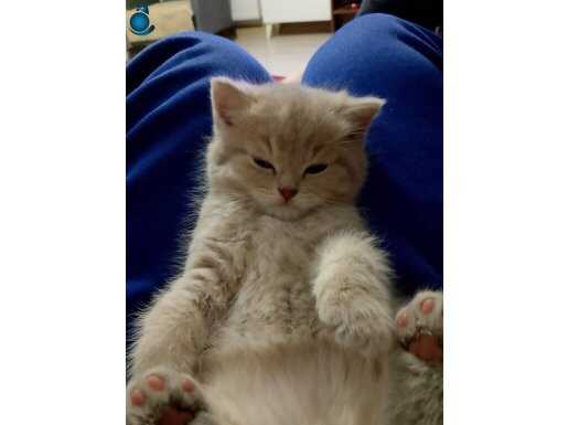 2 aylık dünyalar güzeli erkek kedi 