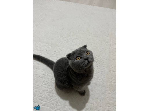 Oyuncu Sevimli masrafsız