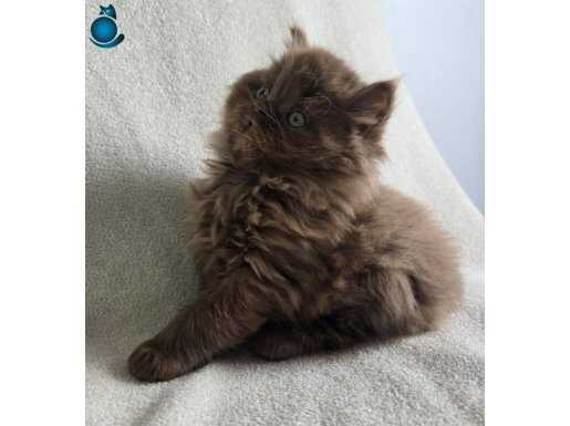 Cinnamon British Longhair 