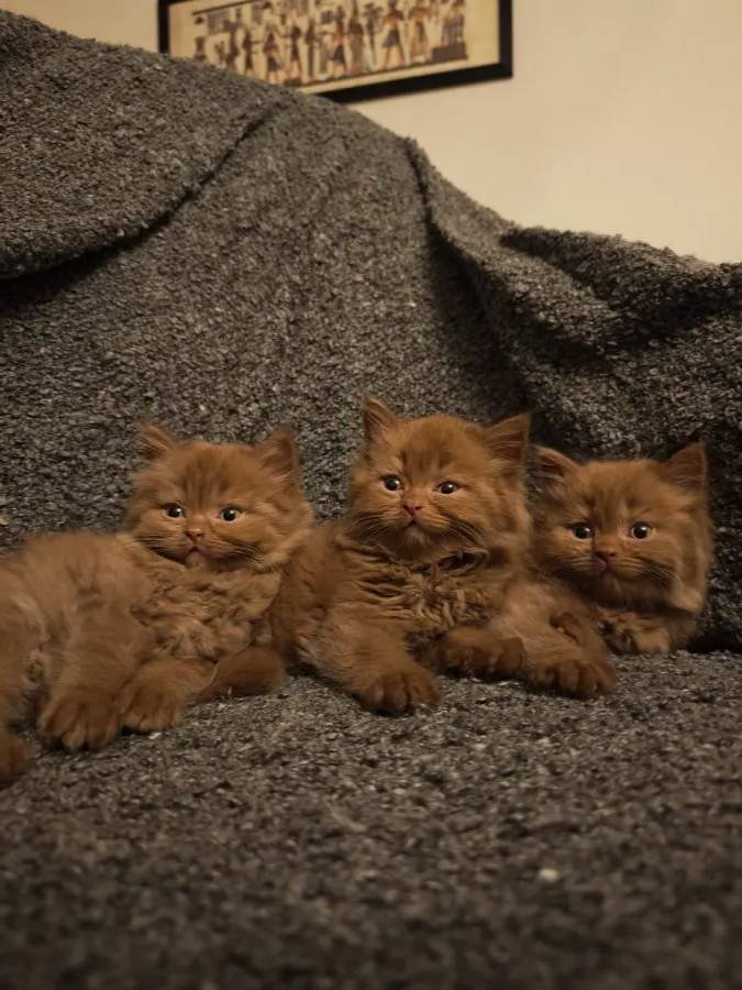 Cinnamon Scrli Bebekler
