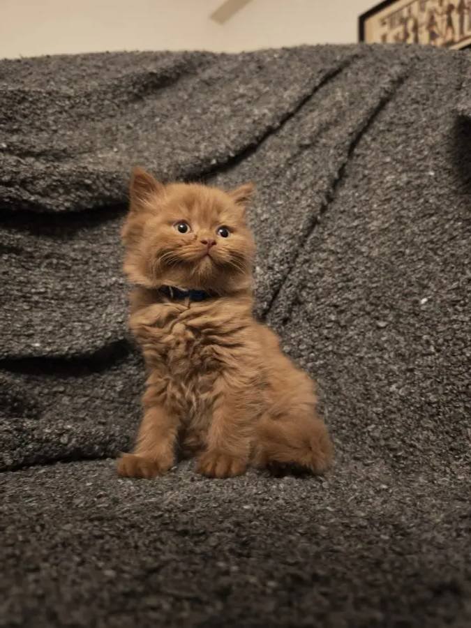 Cinnamon Scrli Bebekler