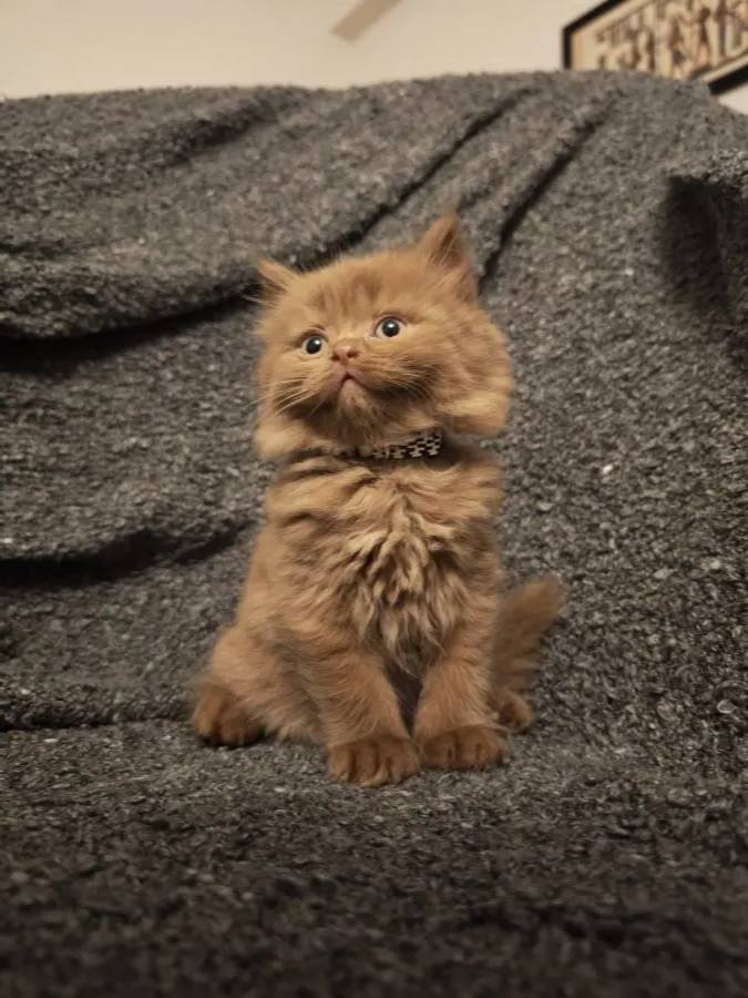 Cinnamon Scrli Bebekler