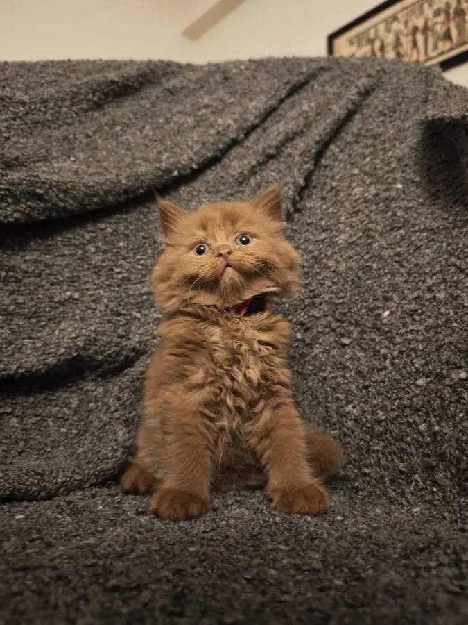 Cinnamon Scrli Bebekler